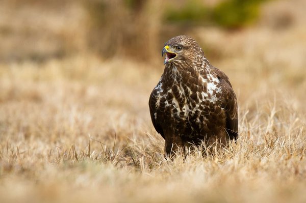LeBron James: comment devenir un joueur de basket-ball dominateur
